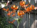 Michigan lily
